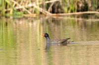 1886 Gallinula chloropus (Gallinella d'acqua)